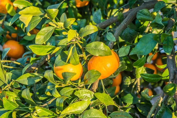 Ripe and fresh tangerines with leaves on tree against blue sky — Stock Photo, Image