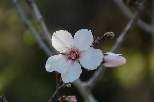 Bello sfondo floreale con mandorlo fiorito — Foto Stock