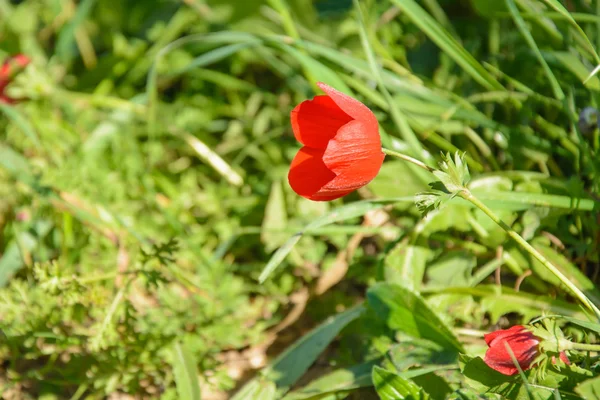 Kvetoucí červené sasanky — Stock fotografie