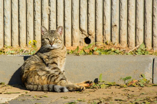 Toulavá kočka sedící na zemi — Stock fotografie