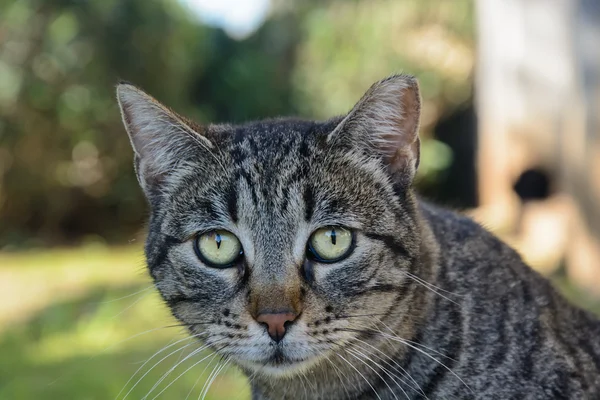 Katzenporträt — Stockfoto