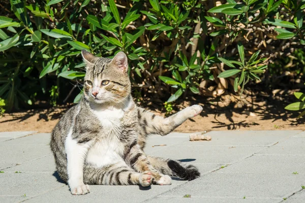 Verdwaalde kat — Stockfoto