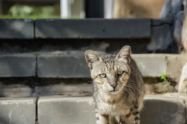 Sokak üzgün kedi — Stok fotoğraf