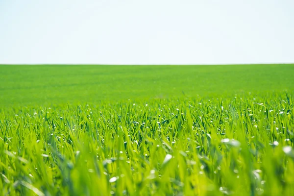 蓝天下的绿草 — 图库照片