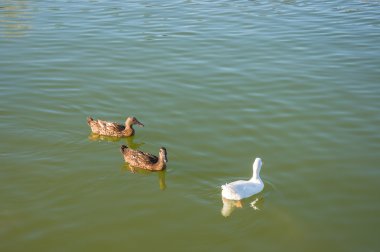 pato blanco come pan