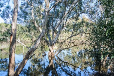 Sudaki ağaçların yansımasıyla manzara