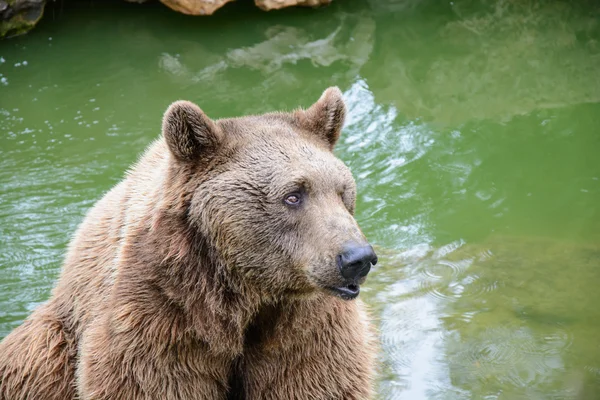 Brown bear sitting on the rock — Stock Photo, Image