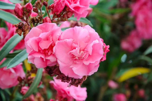 Rosa blomma bakgrund — Stockfoto