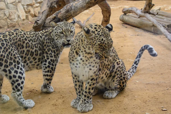 Dos leopardos de primer plano —  Fotos de Stock