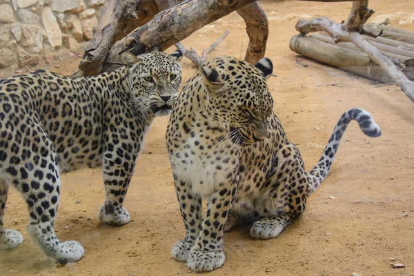 Två leoparder närbild Stockbild
