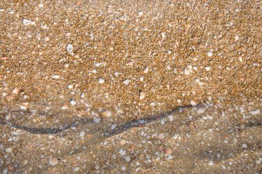 kum ve kabukları arka plan