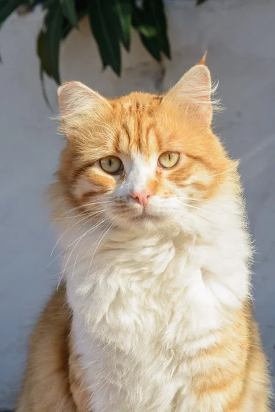 Retrato de Curioso jengibre esponjoso y gato tabby blanco — Foto de Stock