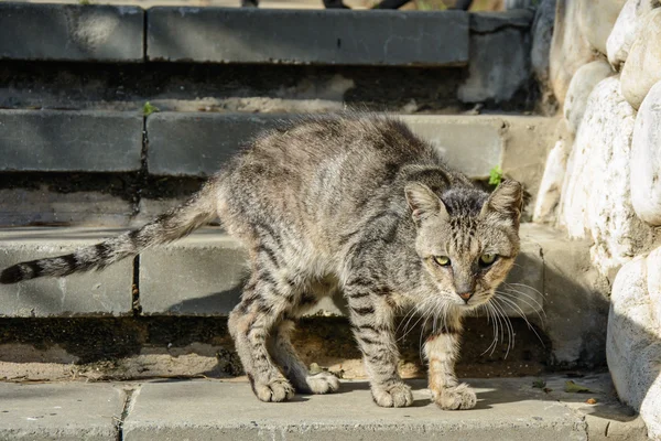 Triest zwerfkat — Stockfoto