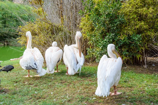 Pelicans preening their feathers — Stock Photo, Image