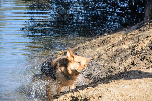 Kahverengi köpek su yüzme sonra sallayarak — Stok fotoğraf