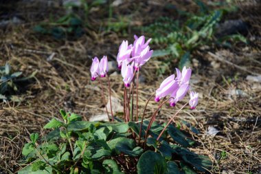 Vahşi cyclamens, mor çiçekler