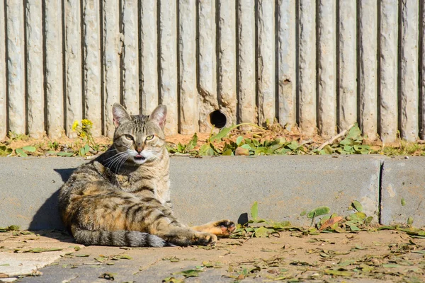 Toulavá kočka sedící na zemi — Stock fotografie