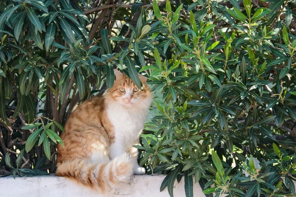 Gember en witte Cyperse kat onder de struiken — Stockfoto