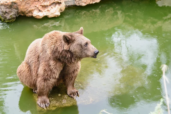 Urso castanho sentado na rocha, dia chuvoso — Fotografia de Stock