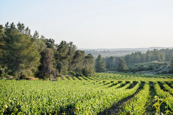 Vineyard landscape — Stock Photo, Image