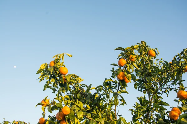 Ripe and fresh tangerines with leaves on tree against blue sky — Stock Photo, Image