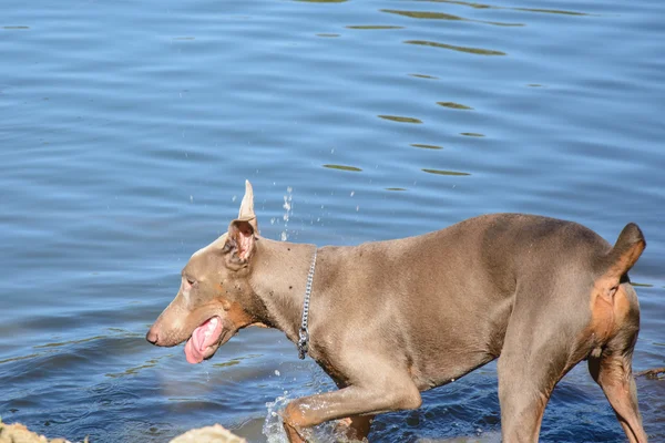 Piękny i silny doberman niebieski ma zabawy w wodzie — Zdjęcie stockowe