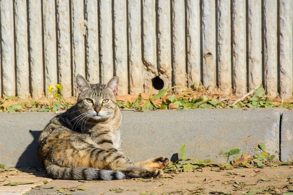 Verdwaalde kat, zittend op de grond — Stockfoto