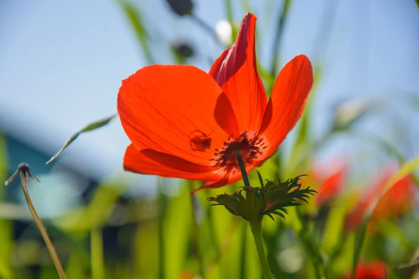 Kvetoucí červené sasanky — Stock fotografie