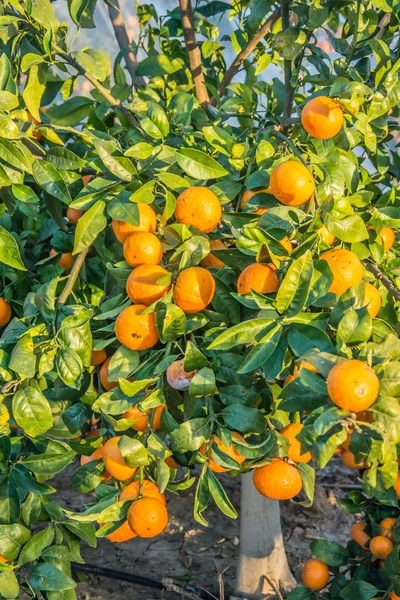 Ripe and fresh tangerines with leaves on tree against blue sky — Stock Photo, Image