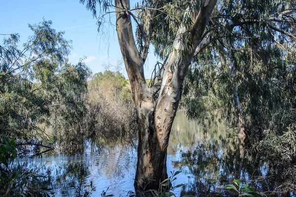 Пейзаж з відображенням дерев у воді Стокове Зображення