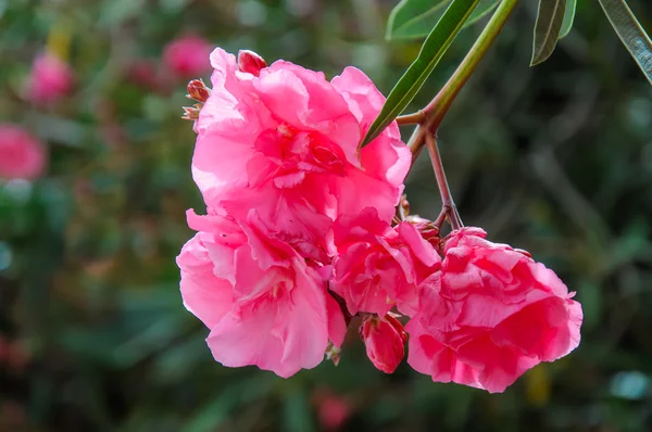 Pink flower background — Stock Photo, Image