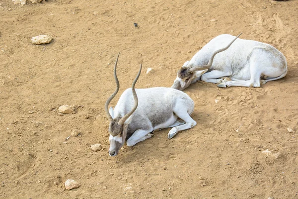 Kıvrık boynuzlu antilop Addax (Addax nasomaculatus) döşeme 