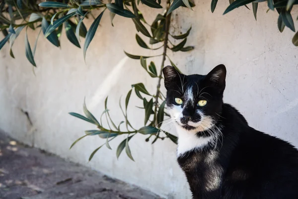 流浪猫 — 图库照片