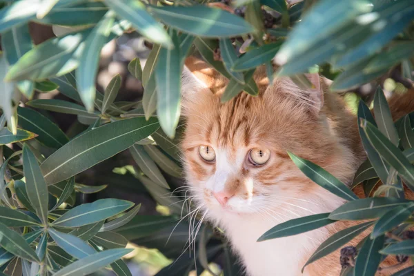 Portret van gember en witte Cyperse kat onder de struiken — Stockfoto