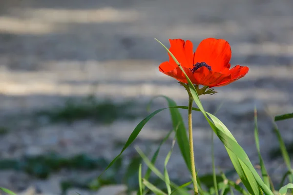 Blommande röda anemoner Stockbild