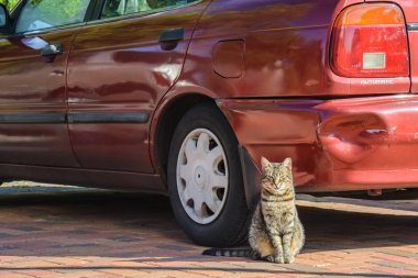 Sokak kedi arabanın yakınında oturan