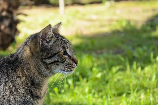 Retrato de gato — Fotografia de Stock