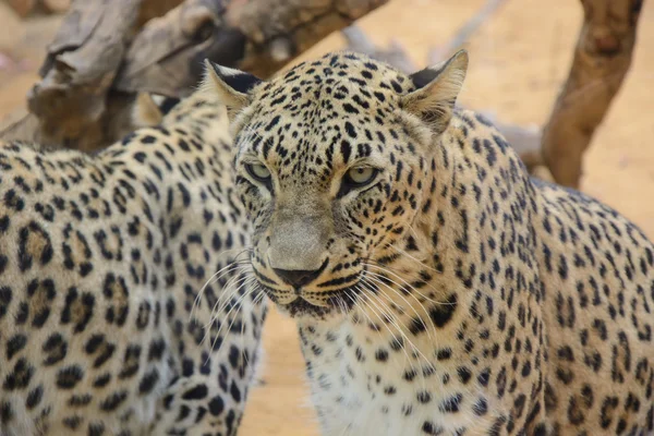 Primer plano de leopardo —  Fotos de Stock