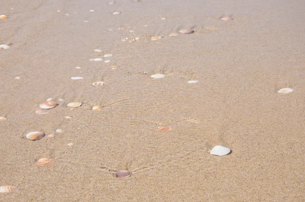 stock image Sand and shells background