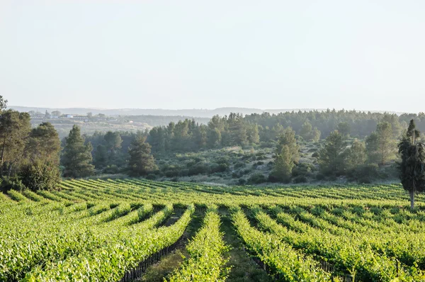 Paisaje del viñedo — Foto de Stock