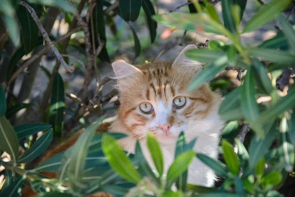 Porträtt av ingefära och vit Spräcklig katt bland buskarna Stockbild