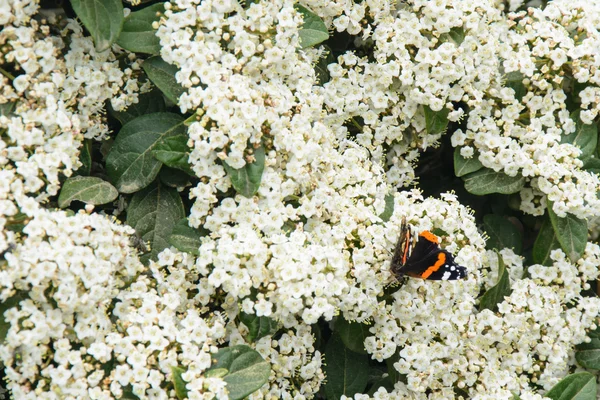 Bílý kvetoucí šeřík bush — Stock fotografie