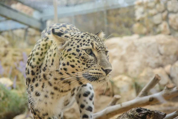 Primer plano de leopardo —  Fotos de Stock