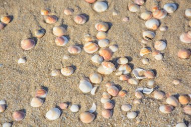 kum ve kabukları arka plan