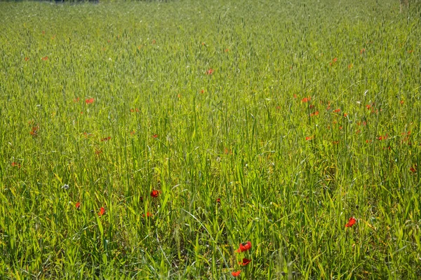 Anémonas rojas florecientes —  Fotos de Stock