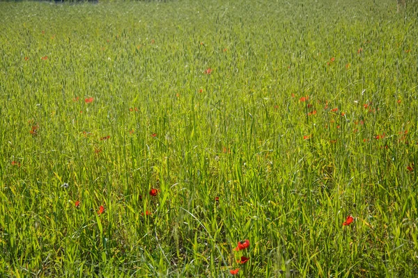 Blommande röda anemoner — Stockfoto