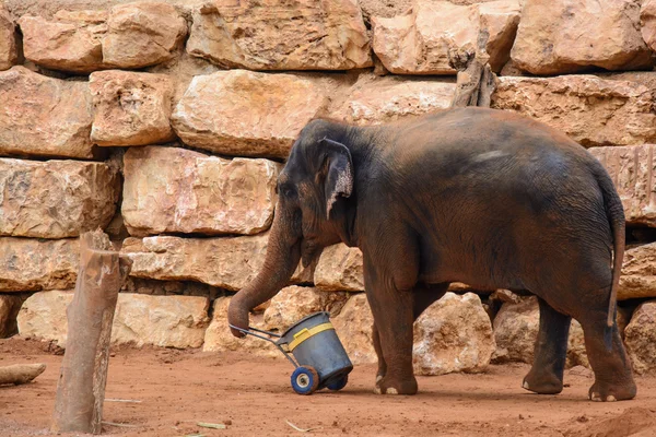 En asiatisk elefant i zoo Royaltyfria Stockbilder