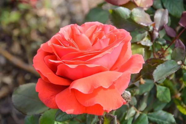 Rosa Rose blüht im Garten — Stockfoto