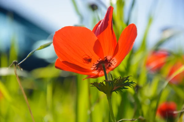 Anemoni rossi in fiore — Foto Stock