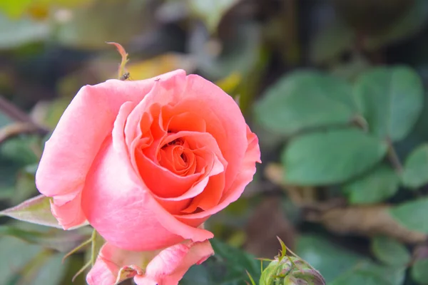 Rosa Rose blüht im Garten — Stockfoto